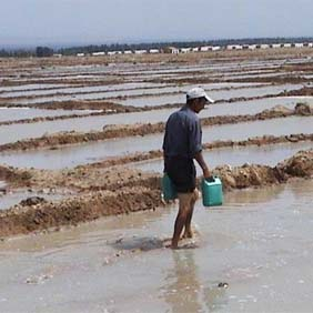 2005年新疆恰普其海水庫移民鹽堿改良項(xiàng)目(圖2) 2005年新疆恰普其海水庫移民鹽堿改良項(xiàng)目(圖2)