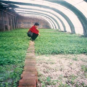 2001年哈密鹽堿地種植葡萄、花生(圖1) 2001年哈密鹽堿地種植葡萄、花生(圖1)